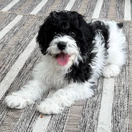 Molly - Black and white female Cavapoo puppy in Gap, Pennsylvania from Coles Cavapoo’s