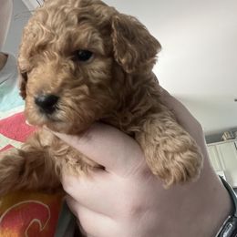 Poodle Puppies from Breahna Snay