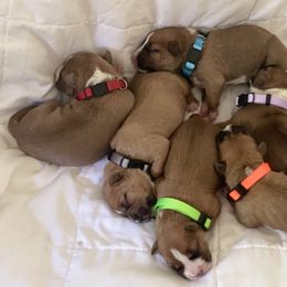 American Bully and American Staffordshire Terrier Puppies from American Dream Kennels