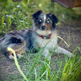 Roogie - Miniature Australian Shepherd