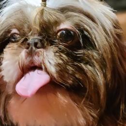 Shih Tzus from Waldstube Shih Tzu