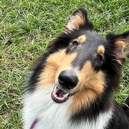 Christopher - Black white and tan Collie puppy in Yulee, Florida from Three Collie Farm