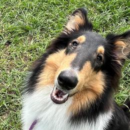 Christopher - Black white and tan Collie puppy in Yulee, Florida from Three Collie Farm
