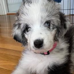 Aussiedoodles and Australian Shepherds from Awesome Doods and Aussies Too