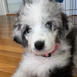 Aussiedoodles and Australian Shepherds from Awesome Doods and Aussies Too