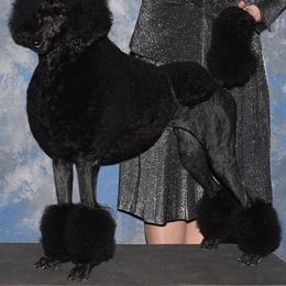 Poodles from Desert Diamond Poodles