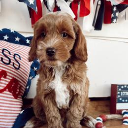 Rolf - Apricot male Goldendoodle puppy in Mesa, Arizona from Pedersendoodles