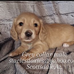 Grey Collar boy - Cream male Dachshund puppy in Scottsdale, Arizona from Stacie's Charming Doxies