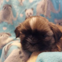 Shih Tzu Puppies from Highland Farms Shih Tzu & Imperial Beauties