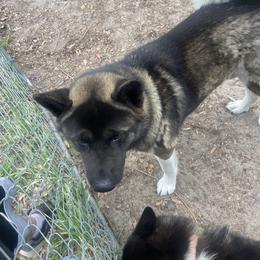 Milo - Akita