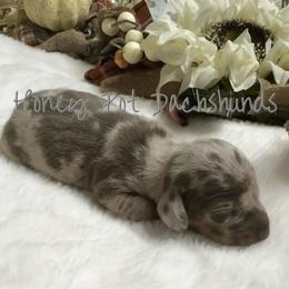 Willow - Dapple female Dachshund puppy in Glen Saint Mary, Florida from 🍯 Honey Pot Dachshunds 🐾