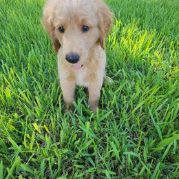Goldendoodle Puppies from Costa's Curly Canines