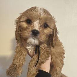 Nugget - Red male Cavapoo puppy in Linden, Michigan from Maple Drive Doodles