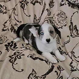 Girl 3 - female Cardigan Welsh Corgi puppy in Myton, Utah from Cardigan Corgi Cuties 💓