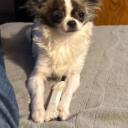 Cami - Chihuahua