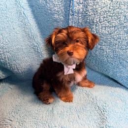Miracle - Chocolate and tan male Yorkshire Terrier puppy in Shelton, Washington from Cute Yorkies