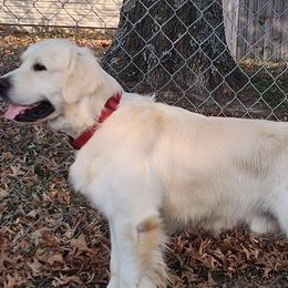Golden Retrievers from High Road Golden Retrievers