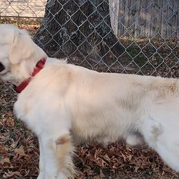 Golden Retrievers from High Road Golden Retrievers