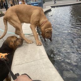 Basset Hound and Bloodhound Puppies from Beaver Creek Kennels