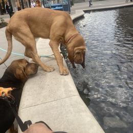Basset Hound and Bloodhound Puppies from Beaver Creek Kennels