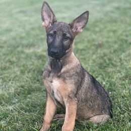 Dark Blue Collar - Sable female German Shepherd puppy in Mc Loud, Oklahoma from Hilbun Family Kennels