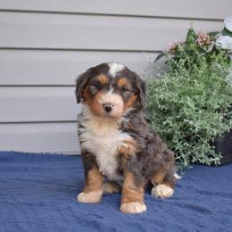 Timber - Merle male Bernedoodle puppy in Honey Brook, Pennsylvania from Green Ridge Puppies