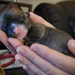Slate Hairless Girl - Slate female Chinese Crested puppy in Tomball, Texas from Gracieux Chinese Cresteds