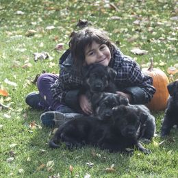 German Shepherd Puppies from Bmeerhuis German Shepherds