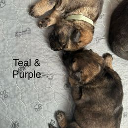 German Shepherd Puppies from Coterie Shepherds