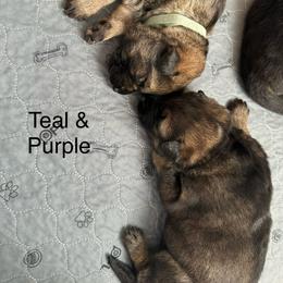 German Shepherd Puppies from Coterie Shepherds
