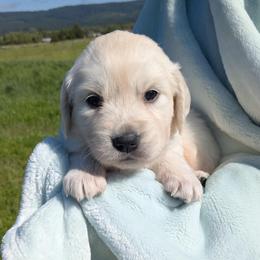 Teal - Light golden female Golden Retriever puppy in Roseburg, Oregon from Unbound Goldens