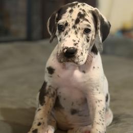 Dotty - Harlequin female Great Dane puppy in Ottumwa, Iowa from Robin's Great Danes