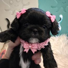Keeley - Black female Shih Tzu puppy in Tallahassee, Florida from Bows and Bow Ties