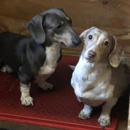 Dachshund All Grown Up from Laura Gibbs