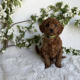 Moose - Red  Goldendoodle puppy in Eagle Mountain, Utah from Lady Paws Puppies