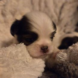 Jack - Black and white male Japanese Chin puppy in Mint Hill, North Carolina from Chincredible Puppies