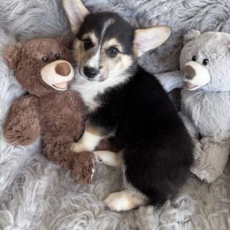 Green Collar Male - Black and tan male Pembroke Welsh Corgi puppy in Grants Pass, Oregon from Rockin’ DA Corgis & Critter Transport LLC