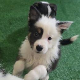 Girl - Tri-color female Border Collie puppy in Pennsylvania from Winter Creek Border Collies