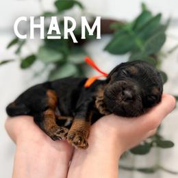 Charm - Black and tan male Cavapoo puppy in South Jordan, Utah from Wonderful World Doodles