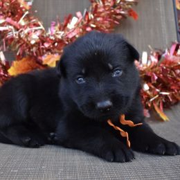 Orange Collar Girl - Black female German Shepherd puppy in Grants Pass, Oregon from Granville German Shepherds