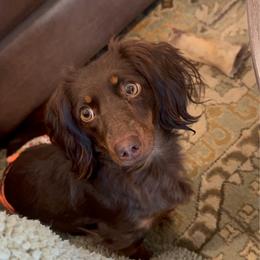 Liberty - Dachshund