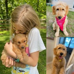 Goldendoodle Puppies from Boardwalk Doodles