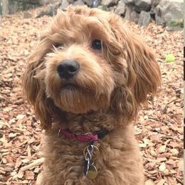 Rosie - Goldendoodle