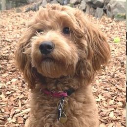 Rosie - Goldendoodle