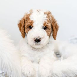 Goldendoodle Puppies from Woodstock Doodles, LLC