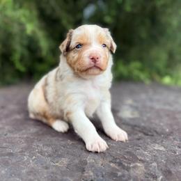 RMF - Red merle female Miniature Australian Shepherd puppy in Natural Dam, Arkansas from Natural State Aussies