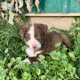 Boy 3 - Red male Border Collie puppy in Centerville, Washington from Forthright Farms