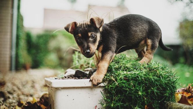 American Hunt Terrier