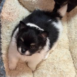 Spice - Black and tan parti male Pomeranian puppy in Franklin, North Carolina from A&J Cutie Pawtooties