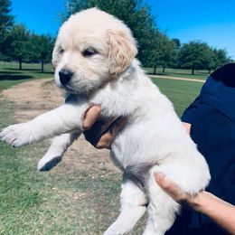 Golden Retrievers from Dream Acres Golden Retrievers